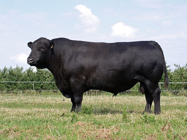 Angus 2