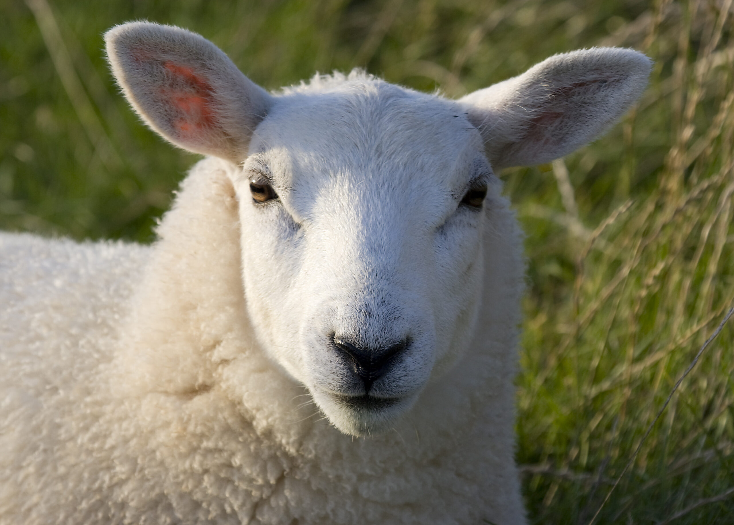 lamb 2